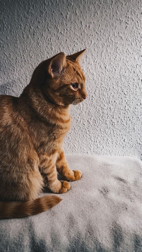 Pics of our 5 month old cat! : r/catpics