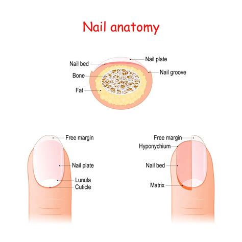 Nail Anatomy | Parts of the Nail Made Easy