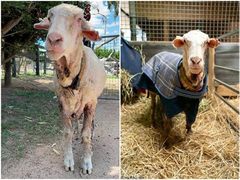 Sheep Not Sheared For Five Years