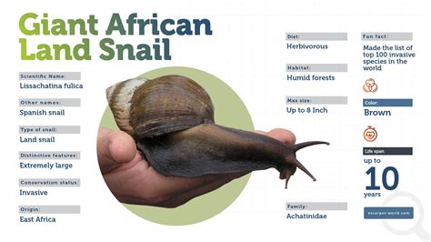 Giant African Land Snail Habitat Map at Jamie Tolentino blog