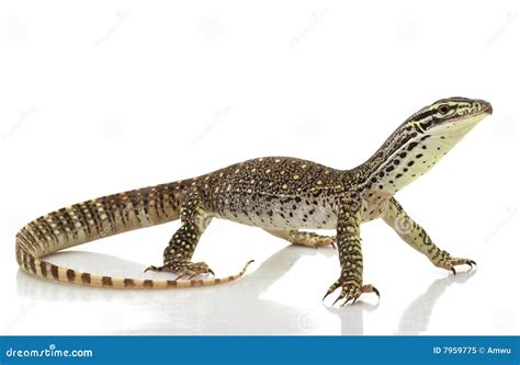 Monitor Lizard 的图像结果