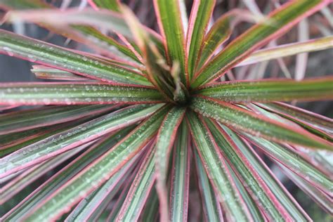 PLANT OF THE MONTH - Red Edged Dracaena — Adam Robinson Design