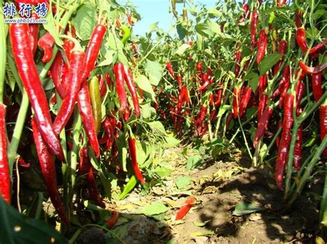 辣椒套种技术，与不同的农作物一起种植，增加效益记得收藏_腾讯新闻
