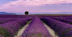 Lavender Farm Photo by Mayfield Lavender Farm Park In United Kingdom Lavender Farm Photo