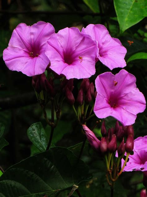 Amazon Rainforest Animals And Plants