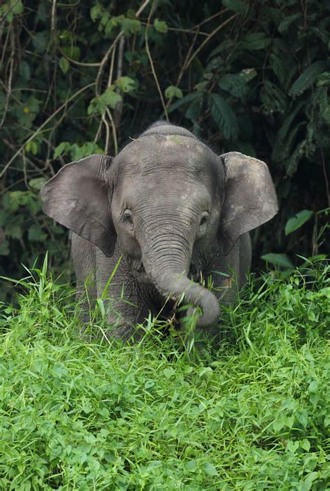 Young Borneo Pygmy Elephant | Baby animals, Elephant, Animals