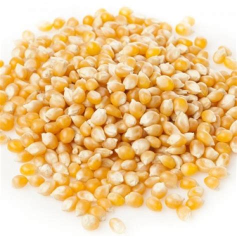 Buy Popcorn Maize Seeds Makka Cholam - Yellow Corn(பொரி மக்கா சோள ...