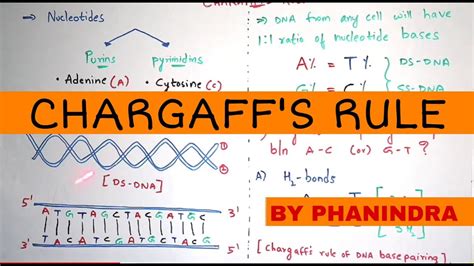 What is Chargaff's rule? || BY PHANINDRA GUPTHA - YouTube