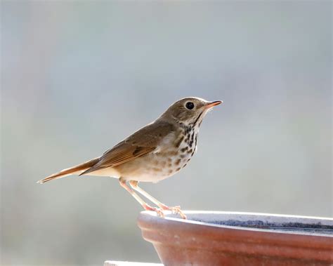 Huge+Oiled+Breasts Photos, Download The BEST Free Huge+Oiled+Breasts ...