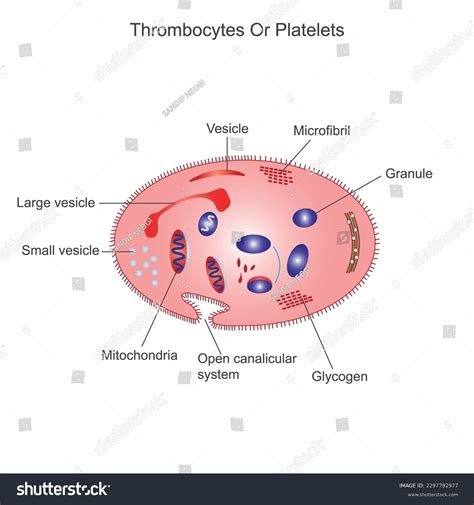 Platelet Cell Structure