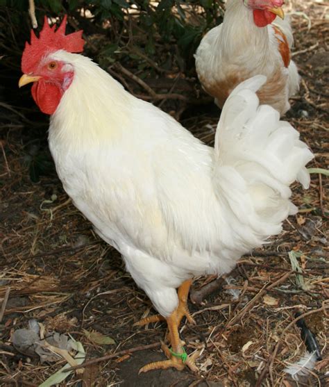 Rhode Island White Chickens Baby Chicks For Sale Cackle Hatchery ...