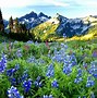 Image result for Spring Meadow Wallpaper