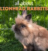 Image result for Brown and White Lionhead Bunny