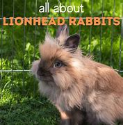 Image result for Lionhead Bunny Rabbit