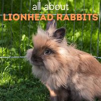 Image result for Lionhead Rabbit Babies