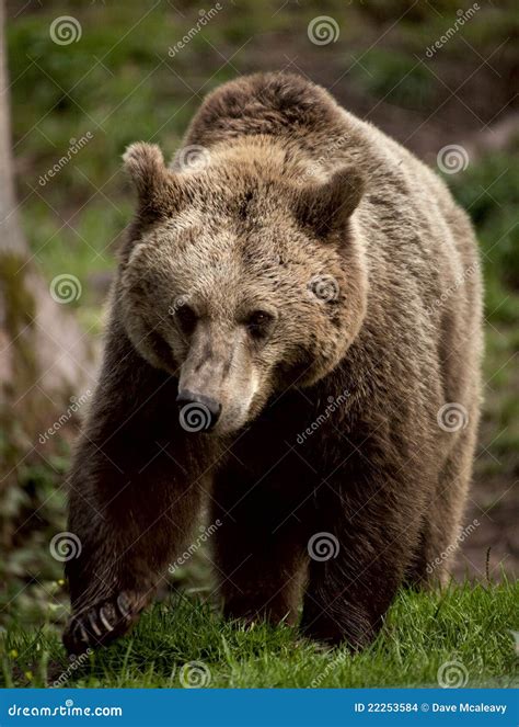 European Brown Bear stock photo. Image of natural, europe - 22253584
