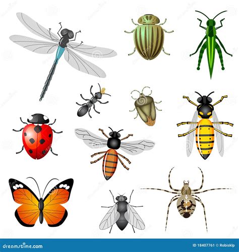 Insects And Bugs Stock Image - Image: 18407761
