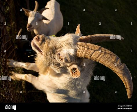 Male goat, also called buck or billy with a female goat in the ...