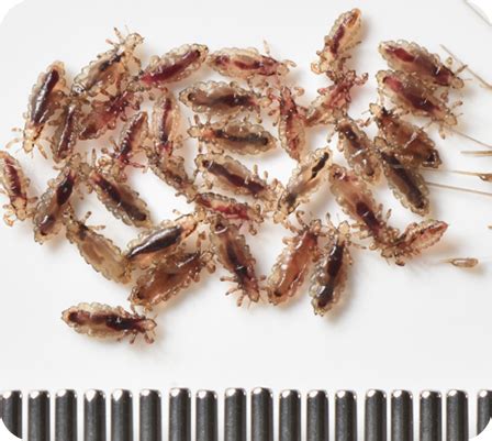 What Are Lice? | Nix® Lice Treatment