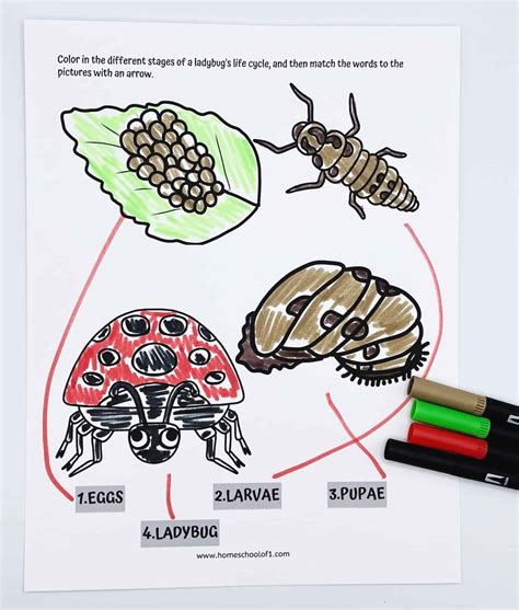 Free Ladybug Life Cycle Worksheet for Kids