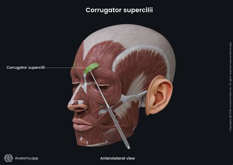 Corrugator supercilii | Anatomy.app