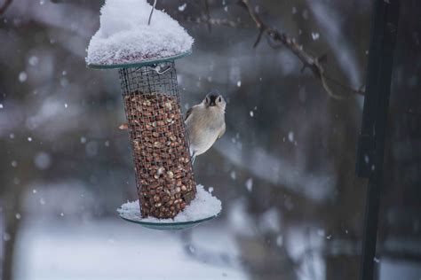 A Quick Guide to Feeding the Birds this Winter - Florissa