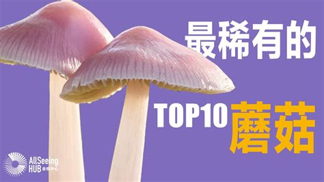 地球上最稀有最贵的蘑菇 TOP10 / 真菌/菌菇/食用菌/毒蘑菇/食用/珍品/美食/菜肴/贵/罕见/神奇 - YouTube