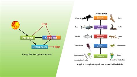 Ecosystem Structure 的图像结果