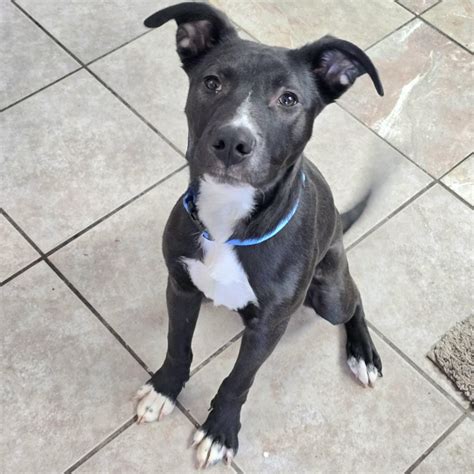 Cedar Bend Humane Society | Adopt a Dog