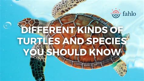 8 Different Kinds Of Turtles And Species You Should Know | Fahlo
