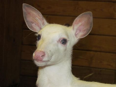 Cotton - The Rare White Deer