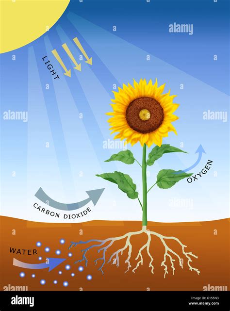 Photosynthesis, computer artwork. Photosynthesis is the process by which most plants (as well as ...