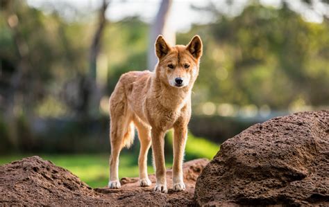 Dingo Dogs