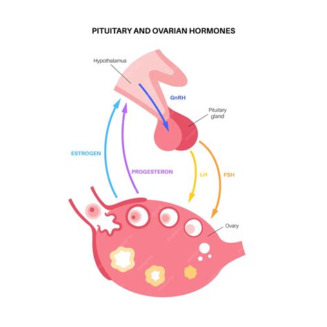 Ovaries Gland