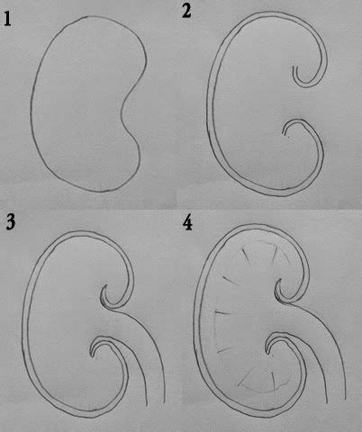 Image result for Kidney Tutorial