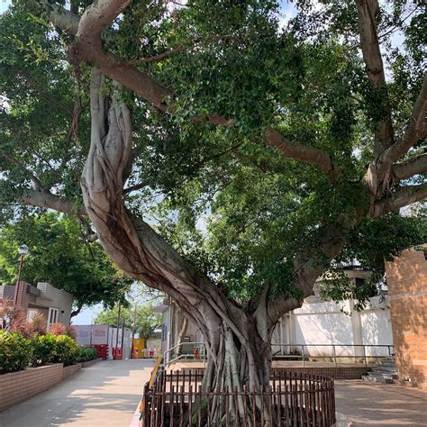 LEI YUE MUN WISHING TREE: All You Need to Know BEFORE You Go