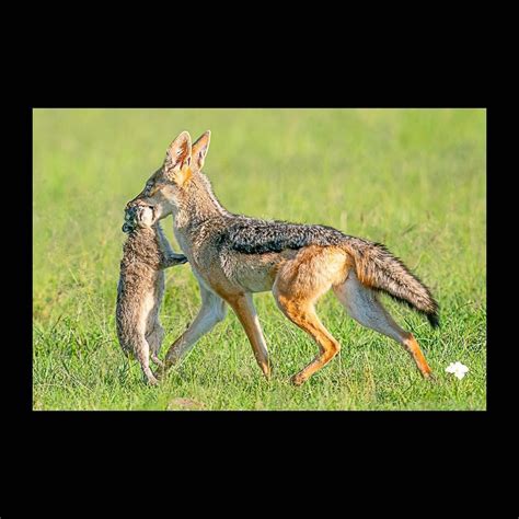 A rock hyrax bites a jackals tongue : r/HardcoreNature