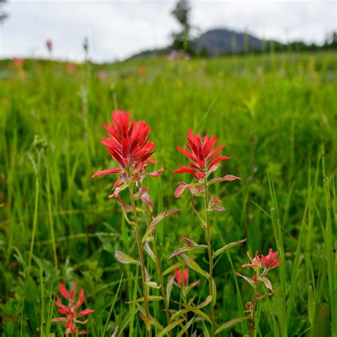 Castilleja Coccinea (Indian Paintbrush) Wildflower Seed, 42% OFF