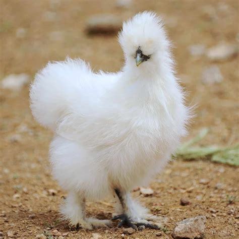 27 Adorable White Chicken Breeds to Raise