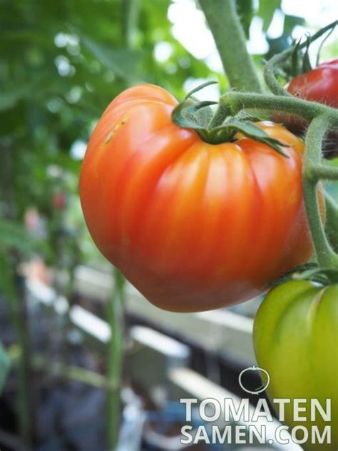 Tomatensamen - Tomate Orange Russian 117 - 10 Samen Saatgut kaufen