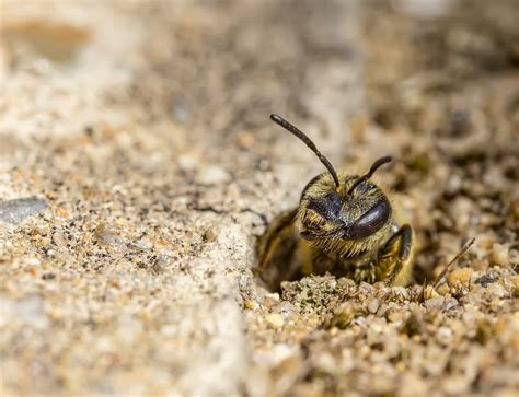Ground Nesting Bees | BeesWiki