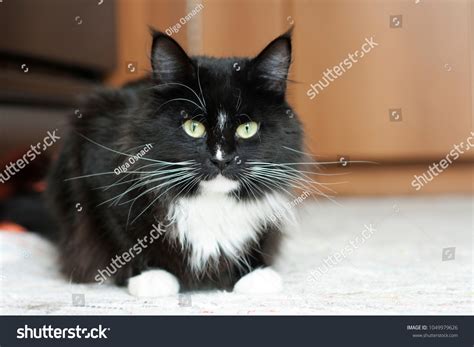 Tuxedo Maine Coon Cat
