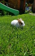 Image result for Rabbit Mimi