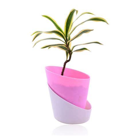 Song of India With Self Watering Pot – Nainileaf