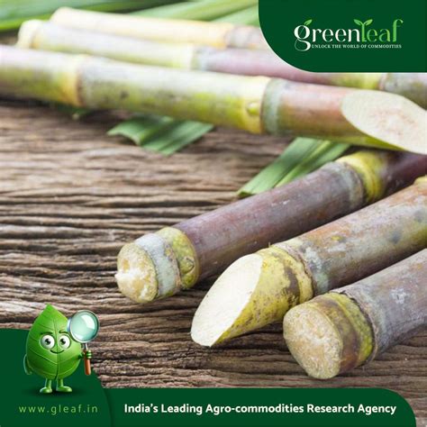 Citing Punjab example, Ramadoss urges govt to hike cane procurement ...