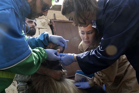 Spanish veterinary experts work with Lebanese students to assist ...