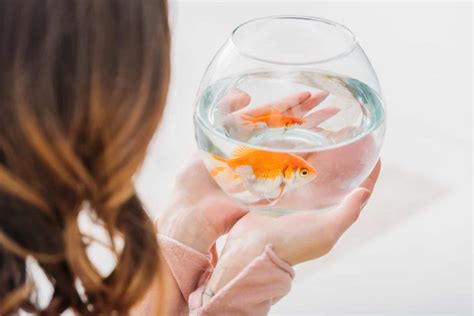 Can Fish Hear You? A Simple Question With a Complex Answer!