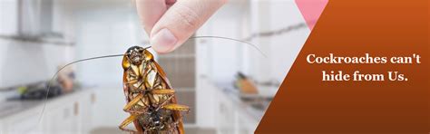 Cockroach control in Chennai | Cockroach control services in Chennai