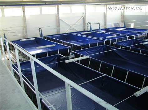 Продолжение строительства УЗВ | Akva Ferma - рыбные фермы УЗВ осетр, узв