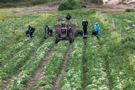 African Agriculture 的图像结果
